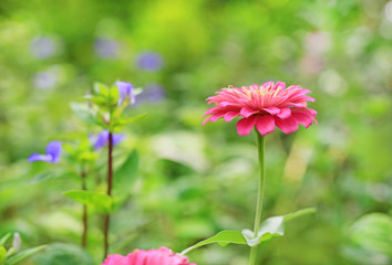 Close-up zinnia flower in the garden.