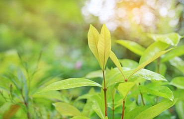 Fresh green tree leaf on blurred background in the summer garden with sun rays.