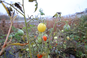 Kuriose Entdeckung im Flussbett: In Magdeburg wachsen Tomaten in der Elbe