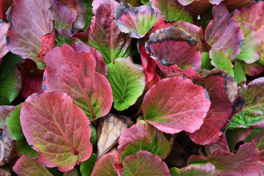 Beautiful plant bergenia in the fall on flower bed in the garden.
