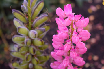 Beautiful pink Lupin on the flower bed in the garden.