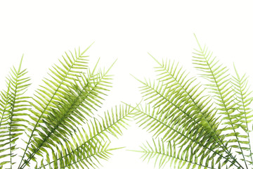 elevated view of beautiful green fern branches isolated on white