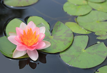 Beautiful pink Lotus flower in pond, Close-up Water lily and leaf in nature.