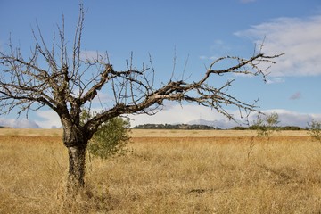 Silhueta de árvore morta sem folhas em campo de feno seco.
