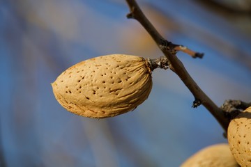 Amêndoas em amendoeira à espera de ser colhidas.