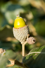 acorn on a branch