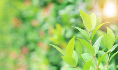Fresh green tree leaf on blurred background in the summer garden with sun rays. Close-up nature leaves in field for use in web design or wallpaper.