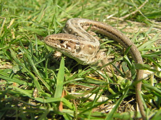 Fototapeta premium jersey in the grass