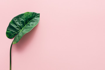 flat lay with green beautiful palm leaf on pink, minimalistic concept
