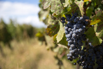 Fototapeta premium rows of ripe blue grapes on a blurred background of blue sky and beautiful natural landscape of Georgia in a summer sunny day