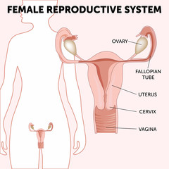 female reproductive system, the uterus and ovaries scheme, phase of the menstrual cycle