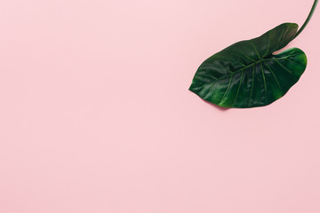 elevated view of green tropical leaf on pink, minimalistic concept