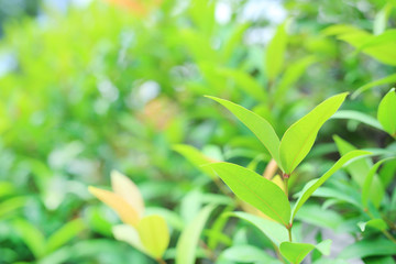 Fresh green tree leaf on blurred background in the summer garden. Close-up nature leaves in field for use in web design or wallpaper. Soft Focus.