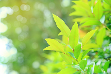 Fresh green tree leaf on blurred background in the summer garden with copy space and clean pattern. Close-up nature leaves in field for use in web design or wallpaper. Soft Focus.
