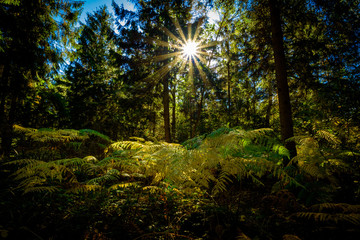 Sunlit Ferns, Autumnal woodland Background.