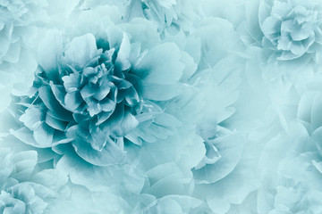 Blumenweiß-blauer Hintergrund. Pfingstrosen blüht Nahaufnahme auf einem transparenten hellblauen Halbtonhintergrund. Grußkarte. Natur..
