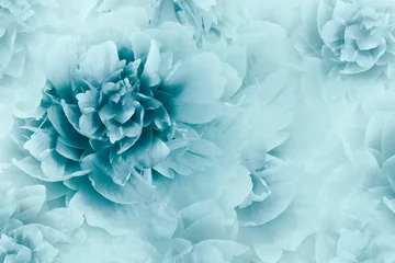 Keuken foto achterwand Blauw Bloemen wit-blauwe achtergrond. Pioenrozen bloemen close-up op een transparante halftone lichte rblue achtergrond. Wenskaart. Natuur..