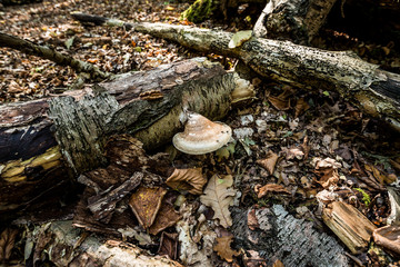 Mushroom growing from a fallen tree, Autumnal woodland Background.