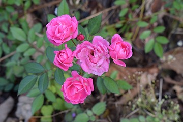 pink rose in the garden