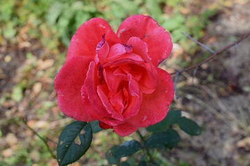red rose in garden