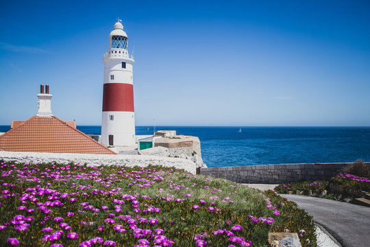 Beautiful scene with lighthouse and flowers on a shore.