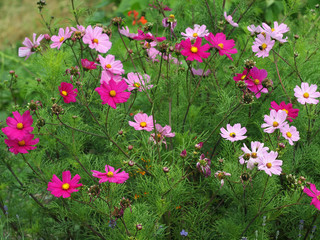 Sommerblumen im Garten