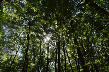 Fototapeta premium tree in forest