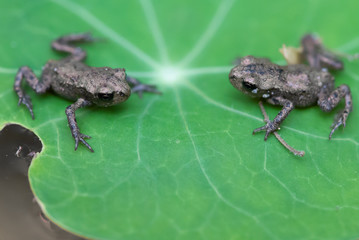 baby frogs on a leaf