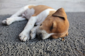 Pet