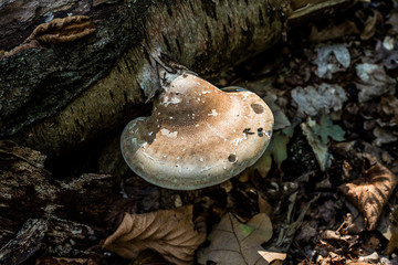 Mushroom growing on forest floor, Autumnal woodland Background.