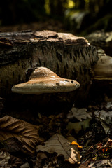 Mushroom growing on forest floor, Autumnal woodland Background.