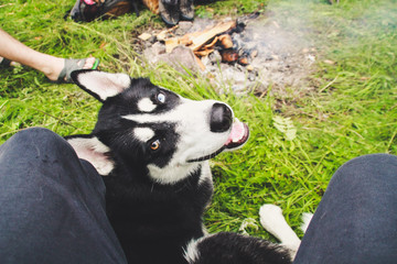 Husky walk in the nature. Traveling with dogs. Dirty Haski in the nature.Ukrainian mountains of the Carpathians. Travel to the mountains.