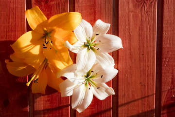 buds of white and yellow lilies on a wooden background