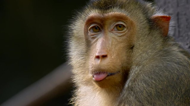 Southern pig-tailed macaque portrait