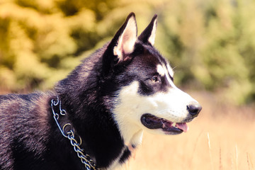 Husky walk in the nature. Traveling with dogs. Dirty Haski in the nature.Ukrainian mountains of the Carpathians. Travel to the mountains.