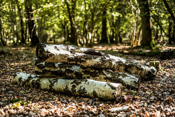 Stcked logs, Natural habitat, Autumnal woodland Background.