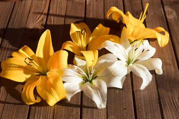 buds of white and yellow lilies on a wooden background