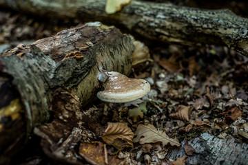 Wild mushroom, Autumnal woodland Background.
