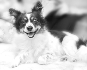 Black and white happy home doggy