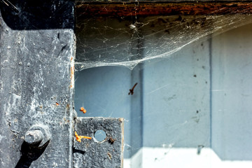Web on old iron fence