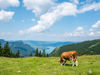 Fototapeta na wymiar Kuh auf einer Alm im Salzkammergut
