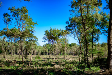 Deforested woodland Background.