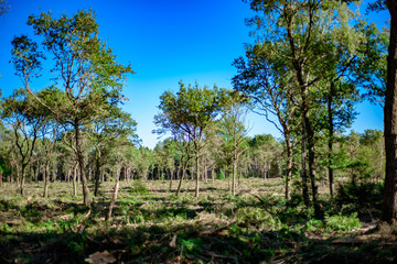 Fototapeta na wymiar Deforested woodland Background.