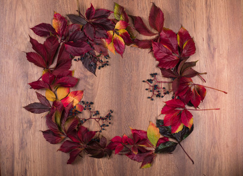 wreath of wild grape Parthenocissus leaves
