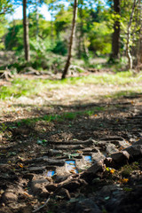Fototapeta premium Forestry Damage, Autumnal woodland Background.