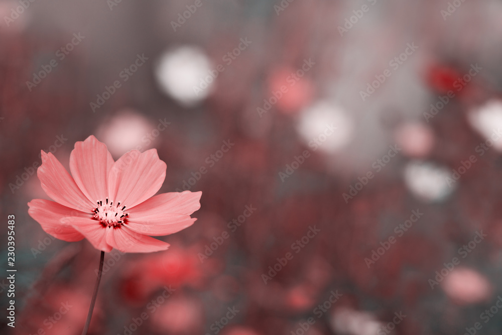 Wall mural flower on a blurred background. macro. pink flower close-up on blurred bokeh background. flower in t
