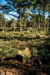 Deforested woodland environment, Background.