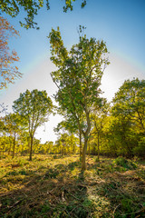 Sunlit recently deforested woodland Background.