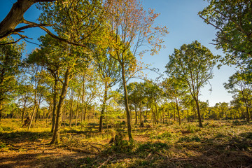 Sunlit recently deforested woodland Background.