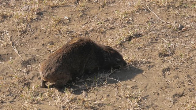 African Rocky Hyrax Chews And Looking For Food In The Dusty Ground